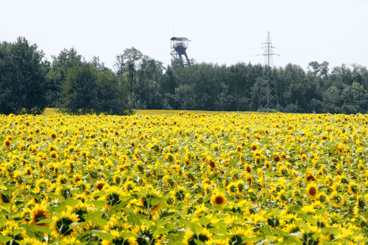 Konkurs fotograficzny "Zabrze jest piękne"