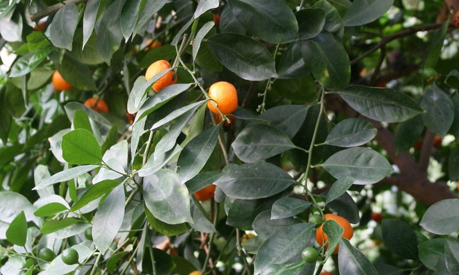 Mandarynki palmiarnia Mandarynki palmiarnia
